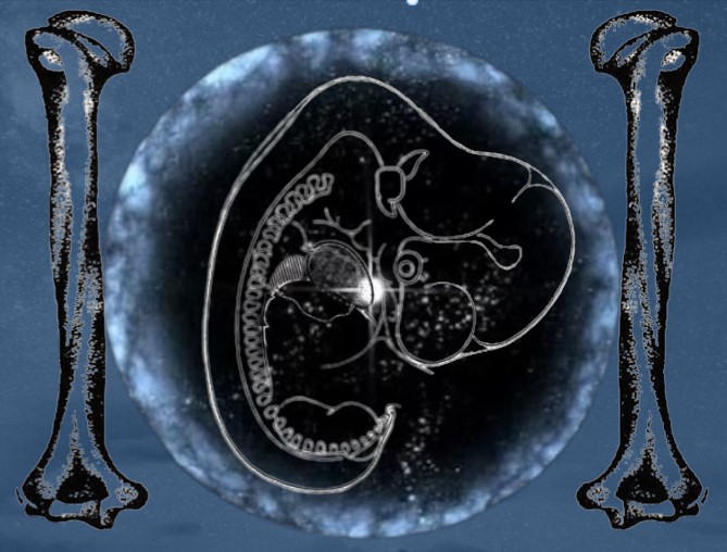Fluid Bone